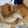 Как собаки относятся к празднованию Нового Года