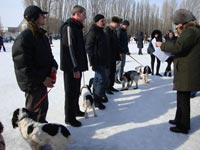 Выставка охотничьих собак