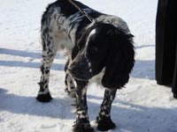 Выставка охотничьих собак