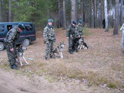 Волкособ