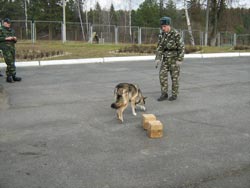 Волкособ