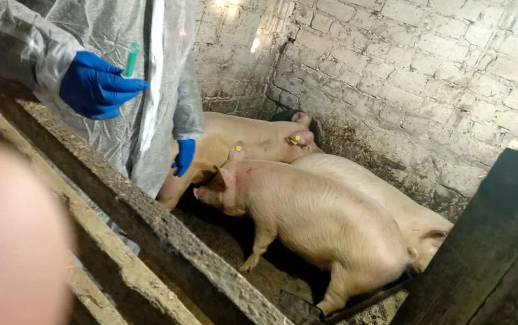 Уничтожаемые свиньи в Самарской области