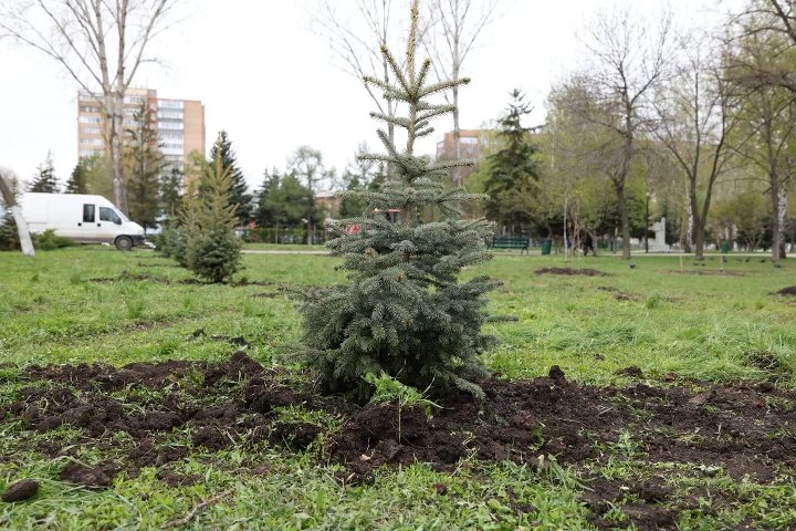 молодая ель