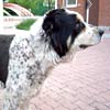 Причины плохого поведения собаки